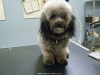 Carlisle, Poodle