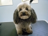 Carlisle, Poodle